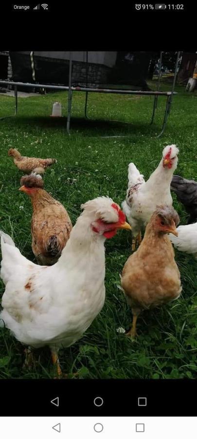 Agroturystyka Pod Lasem 포로닌 외부 사진